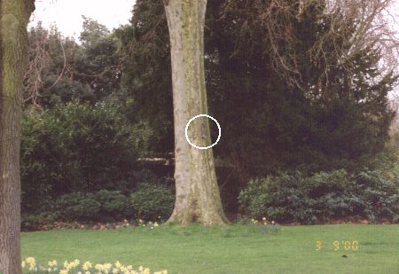 ���X�����I