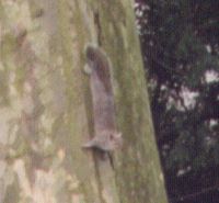 ���̃��X�̊g��