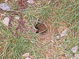 [�ʐ^�F�n�ʂɌ@��ꂽ��]