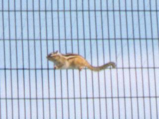 [�ʐ^�F���Ԃ̃V�}���X]