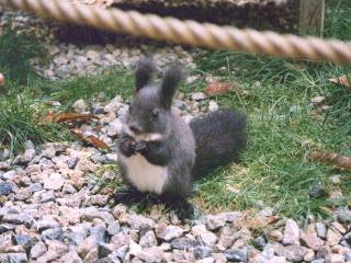 [�ʐ^�F�H�ׂĂ���G�]���X]