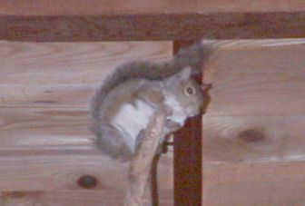 [�ʐ^�F�؂̏�̃n�C�C�����X]