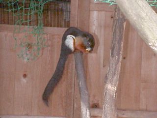 [�ʐ^�F�؂̏�̃~�P���X]