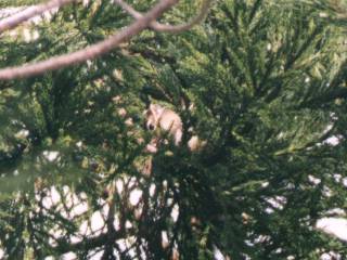 [�ʐ^�F�؂̏�̃V�}���X]