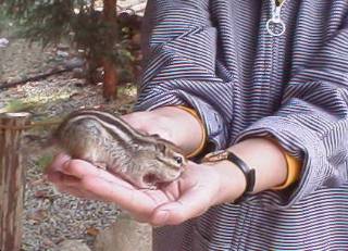 [�ʐ^�F�a�����炤�V�}���X]