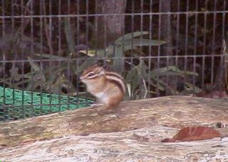 [�ʐ^�F�������ރV�}���X]