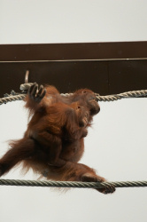 綱渡りオランウータン