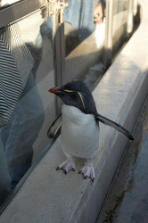 客のバックを気にするペンギン