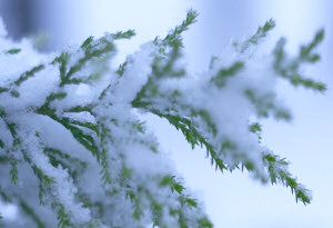 大雪注意報発表中
