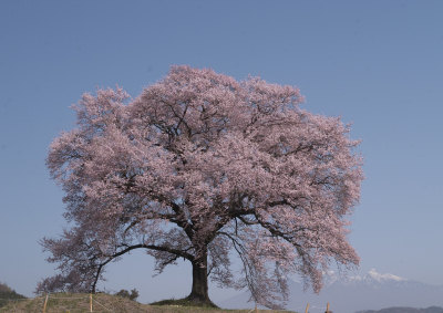 エドヒガン桜だそう