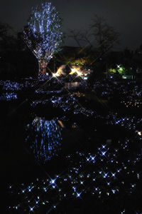 毛利庭園とその向こうのクリスマスツリー