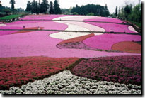 �C���[�W�ʐ^