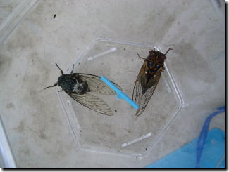 �f�d�s�����Z�~�B�u�����ڂ����v�Ɓu�݂�݂񂺂݁v�H