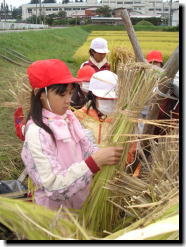 ��A���A�芠��ň�Ă���؂Ȉ�́A�V�������̂��߃n�Z�|�����܂���