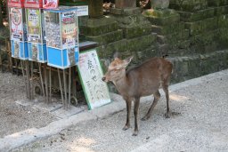 kasuga-taisha06-02.jpg