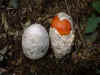 egg.jpg (20150 oCg)