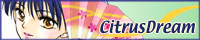 Citrus Dream