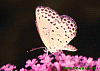 �u�V�W�~�ƃN���̔��v