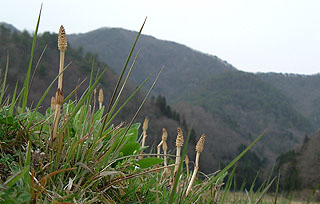 �l�̂���