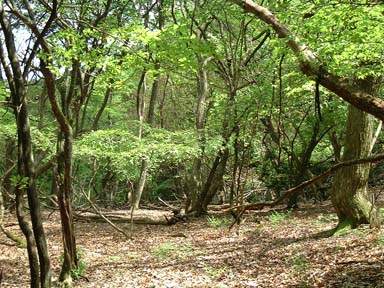 ������̓�����