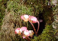 �V���E�L����