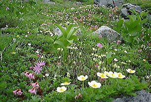 お花畑