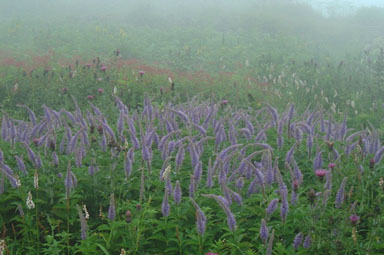 �R���̃N�K�C�\�E