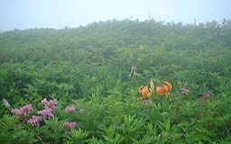 7���ڂ�����