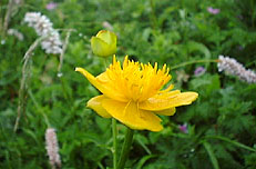 �L���o�C�\�E