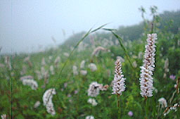 �C�u�L�g���m�I