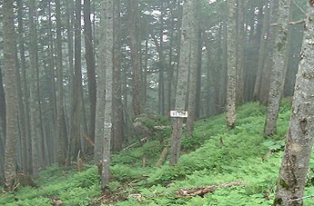 ���Ȃ̓o��