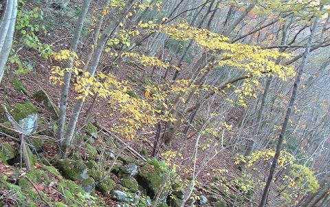 音川源頭の黄葉