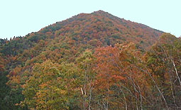 伐採地から天狗山北尾根
