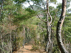 ���̔�����