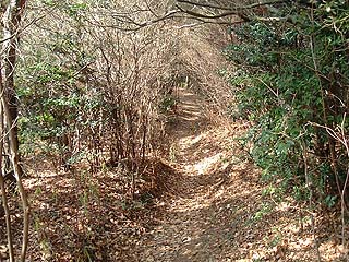 雑木のトンネル