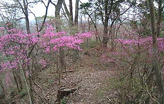 �u�����̓��v�̃c�c�W