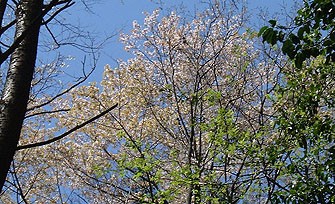 �ƕ��̏����ȓ��̎R��