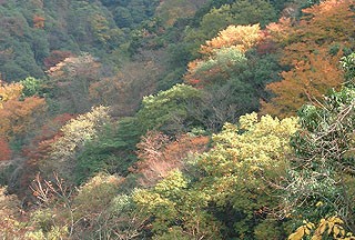 �����˂�