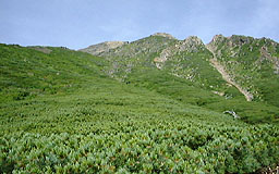 �W���ڂ���R������