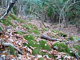 落ち葉の楽園