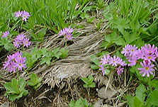 �n�N�T���R�U�N��