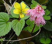 �R�C���J�K�~�ƃ^�J�l�X�~��