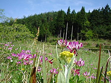 里の花