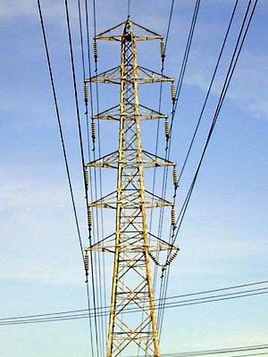 ジャミラも大忙し