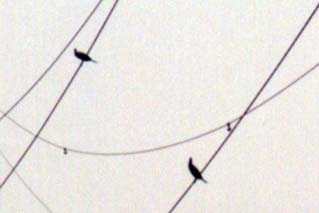 鳥型のダンパー