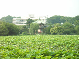 不忍池ハス