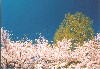 saku001s.jpg