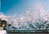 snow_asa.jpg