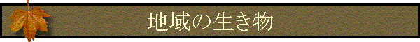 n̐