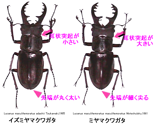 ミヤマクワガタ ミヤマクワガタ、ノコギリに敗れ激減！対戦成績79勝40敗「虫相撲」で判明 ｜